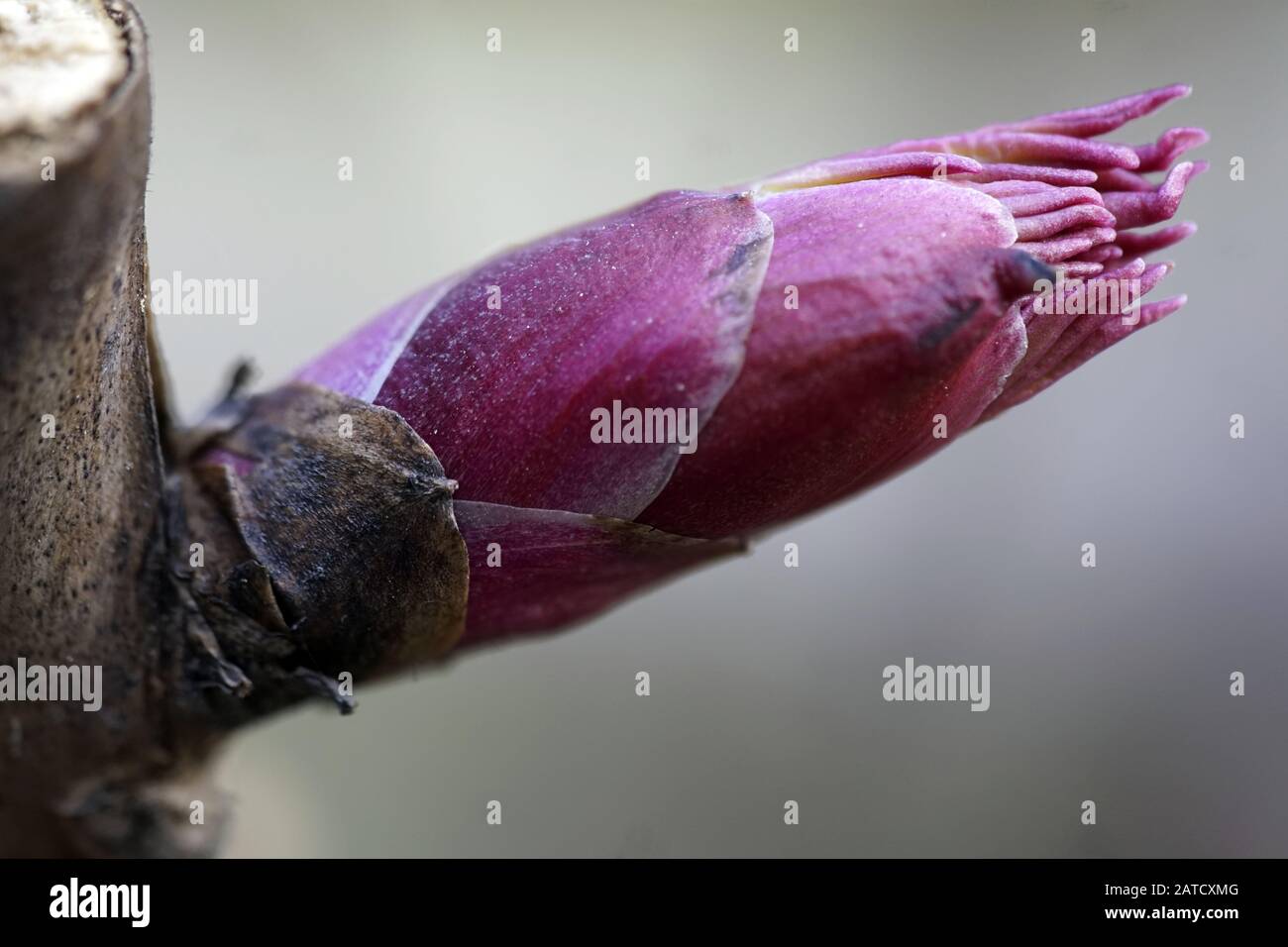 Primo piano di un tiro embrionale con sfondo sfocato Foto Stock