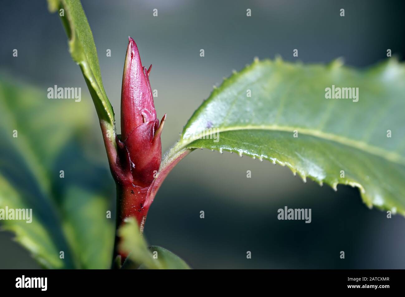 Closeup di un germoglio fiorito con uno sfondo sfocato Foto Stock
