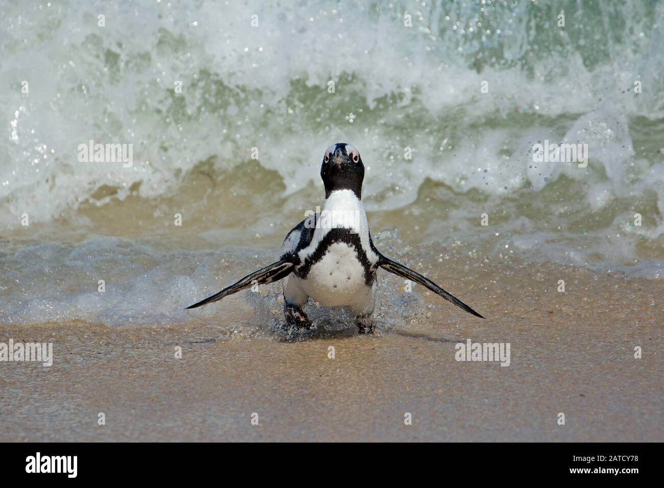 Un pericolo pinguino africano (Spheniscus demersus) in esecuzione sulla spiaggia, Western Cape, Sud Africa Foto Stock