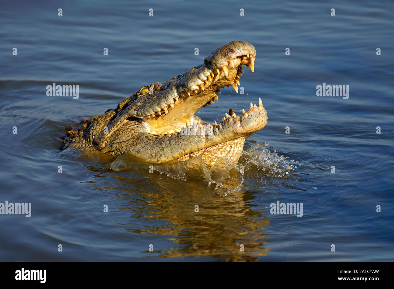 Ritratto di un grande coccodrillo del Nilo (Crocodylus niloticus) con mascelle aperte, Parco Nazionale Kruger, Sud Africa Foto Stock