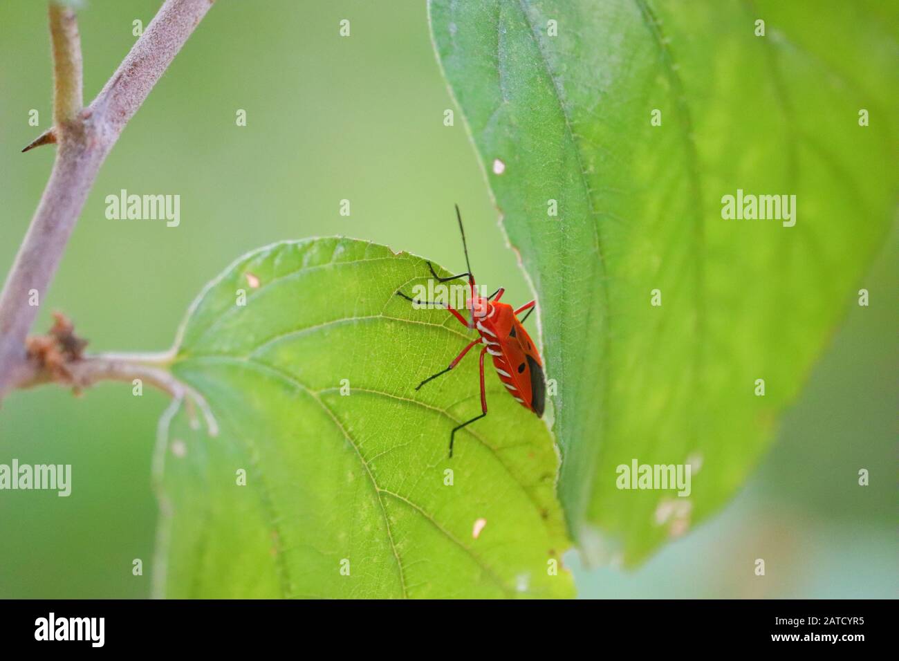 Femmina di carta wasp.Common vespa, vespa, insetto su foglia verde con fotografia vintage verde, vespa foto Foto Stock