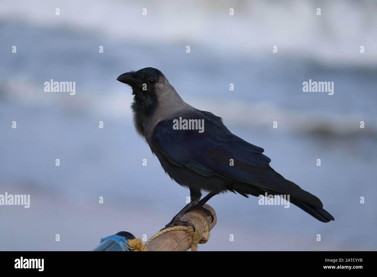 Carrion corvo (Corvus corone) uccello nero arroccato su ramo e guardando la fotocamera con sfondo Sea Blur. Natura sfondo compatto Foto Stock