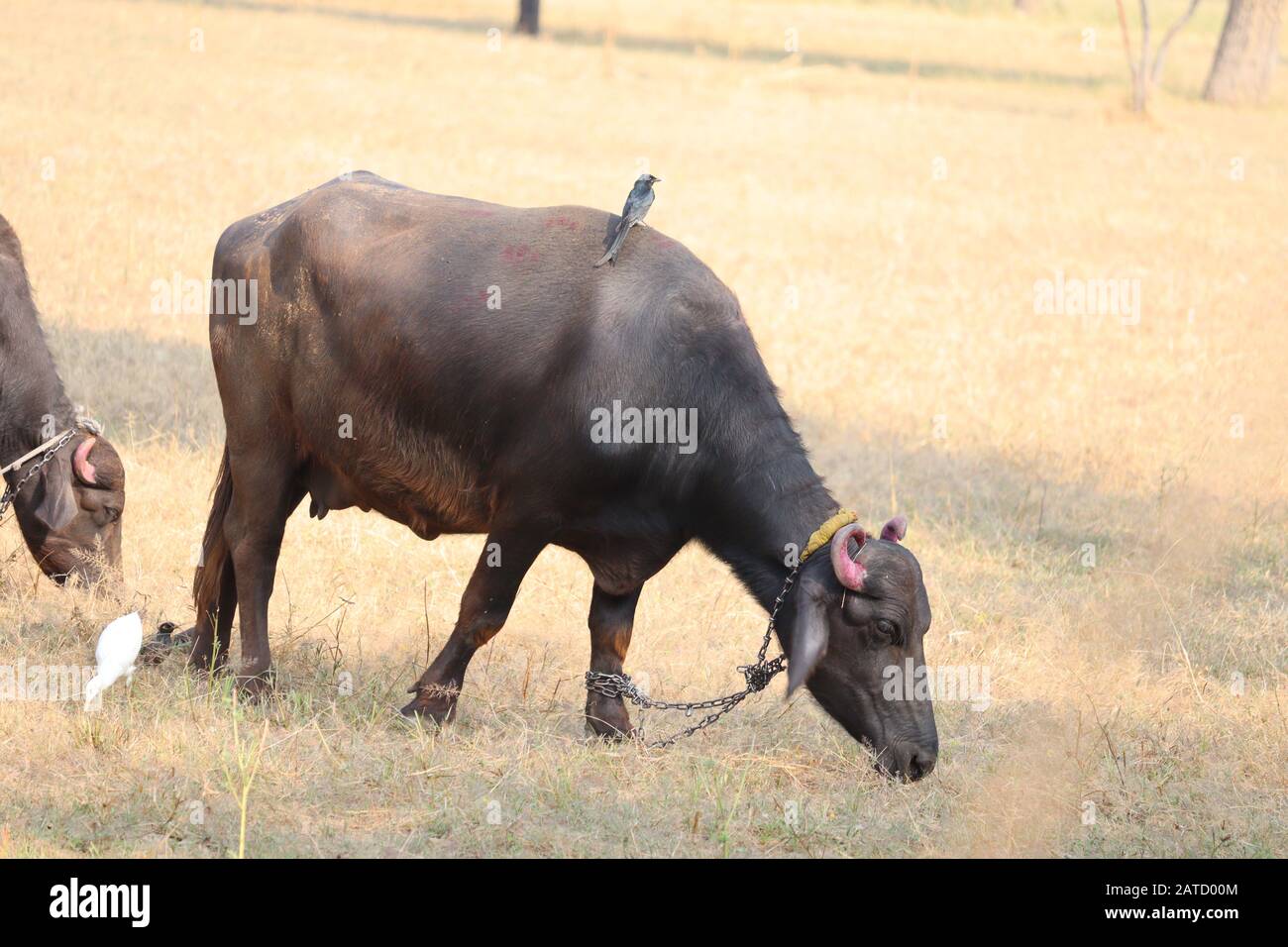 bufalo nero in campo erboso morto in una giornata luminosa e soleggiata in india Foto Stock