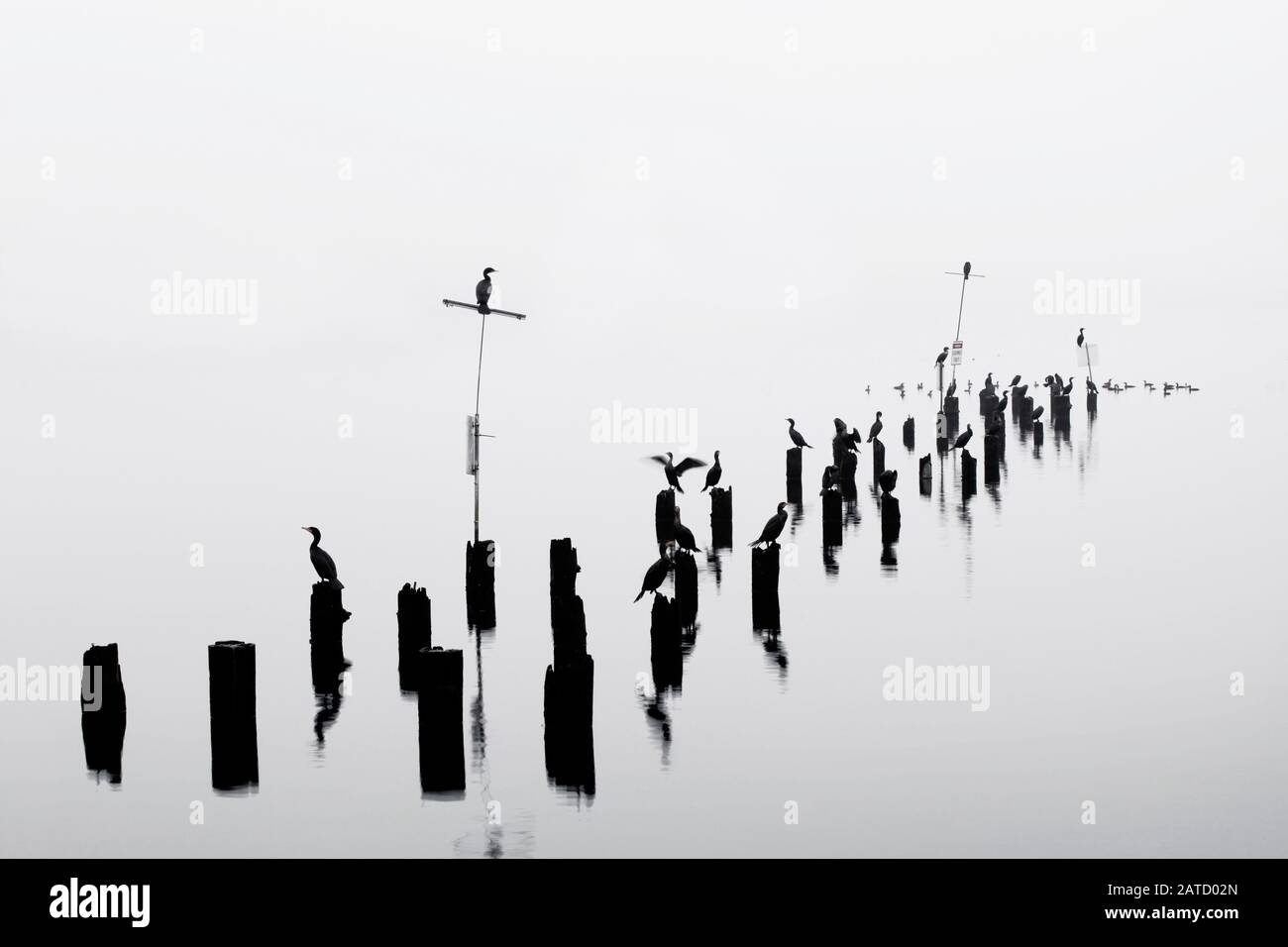 Cormorani appollaiati su pilings in nebbia pesante a Bothell, WA Foto Stock