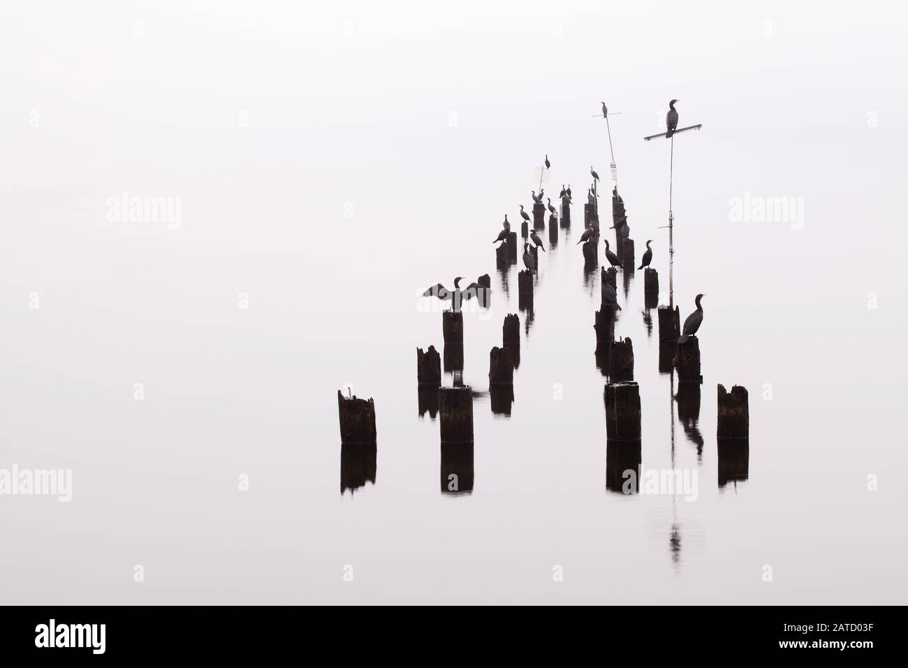 Cormorani appollaiati su pilings in nebbia pesante a Bothell, WA Foto Stock