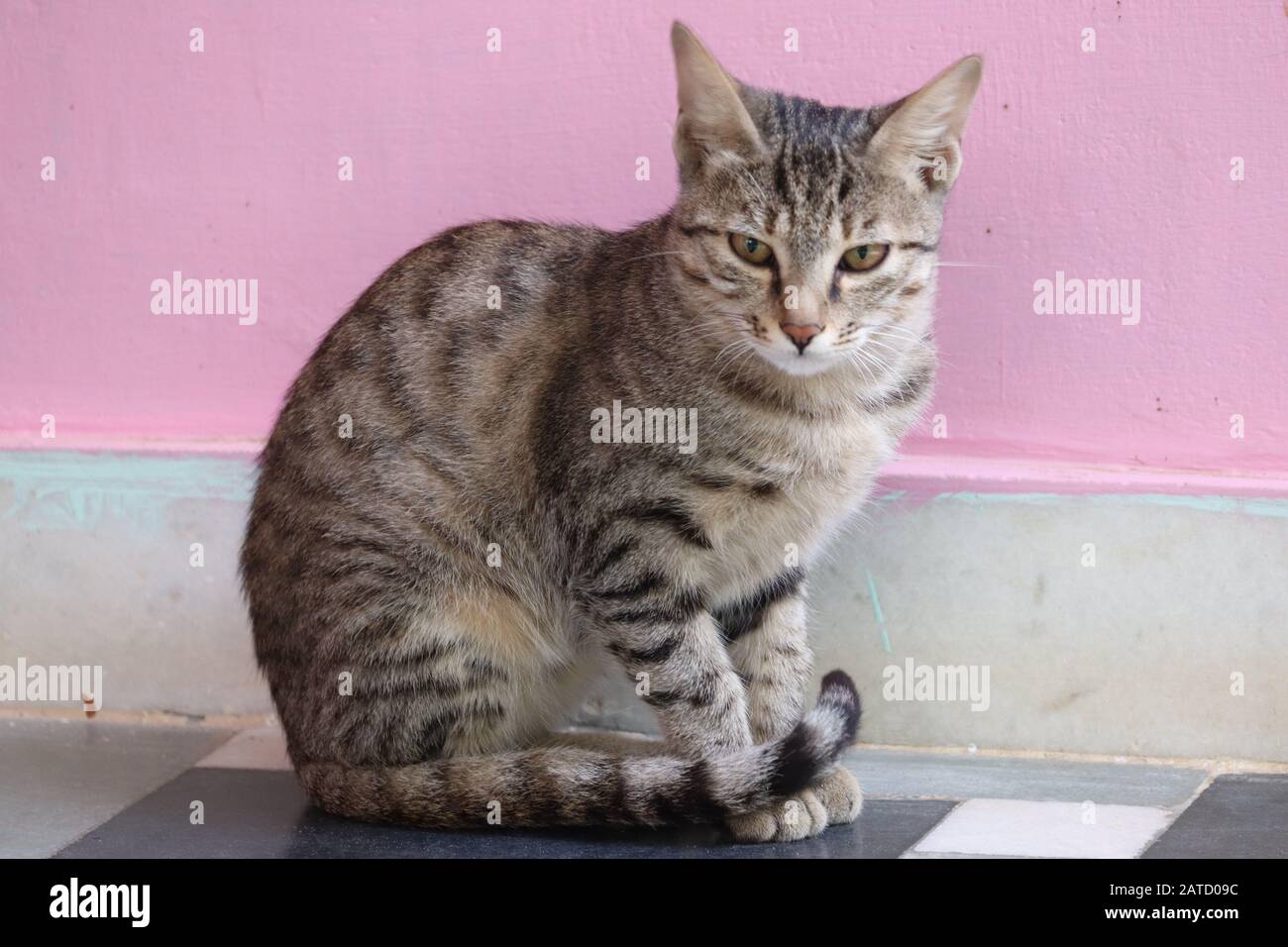 corpo pieno di gatto vergogna a casa Foto Stock