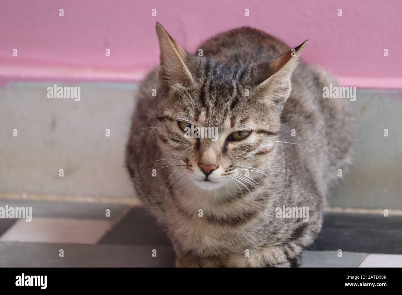 ritratto di gatto vergogna in esterno Foto Stock