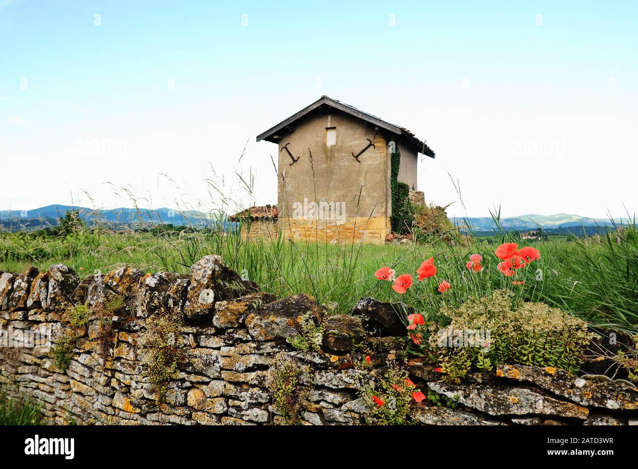 Papaveri su strada e un grazioso edificio fattoria sulla passeggiata dal villaggio di Bagnols e la campagna nelle pietre dorate - pierre dorées regione della Francia Foto Stock