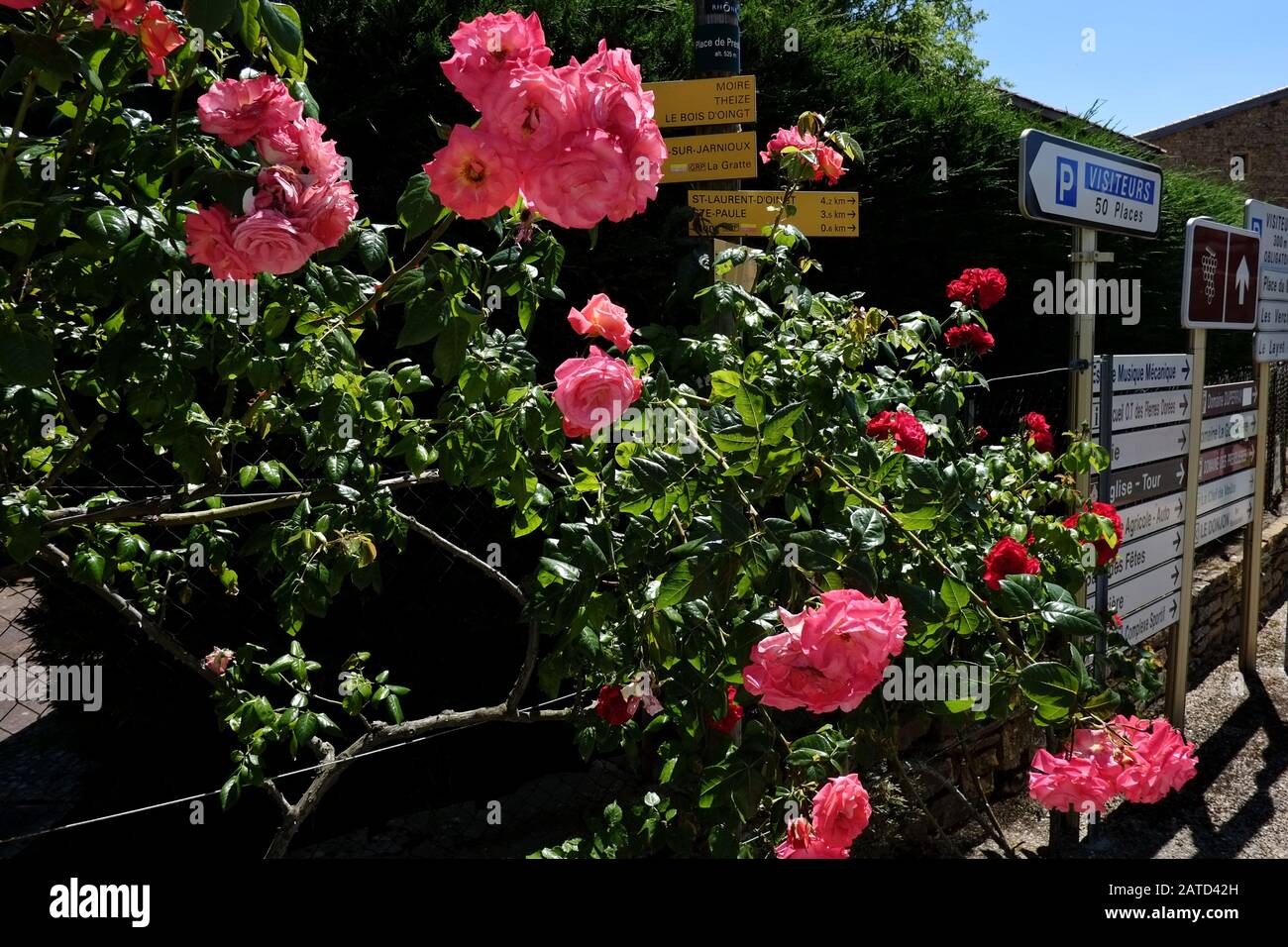 Un trellis pieno di rosa fioriture vecchio stile accanto ad una cacofonia di nomi di luogo e indicazioni stradali sul bordo di Oingt, Val d'Oingt, Francia Foto Stock