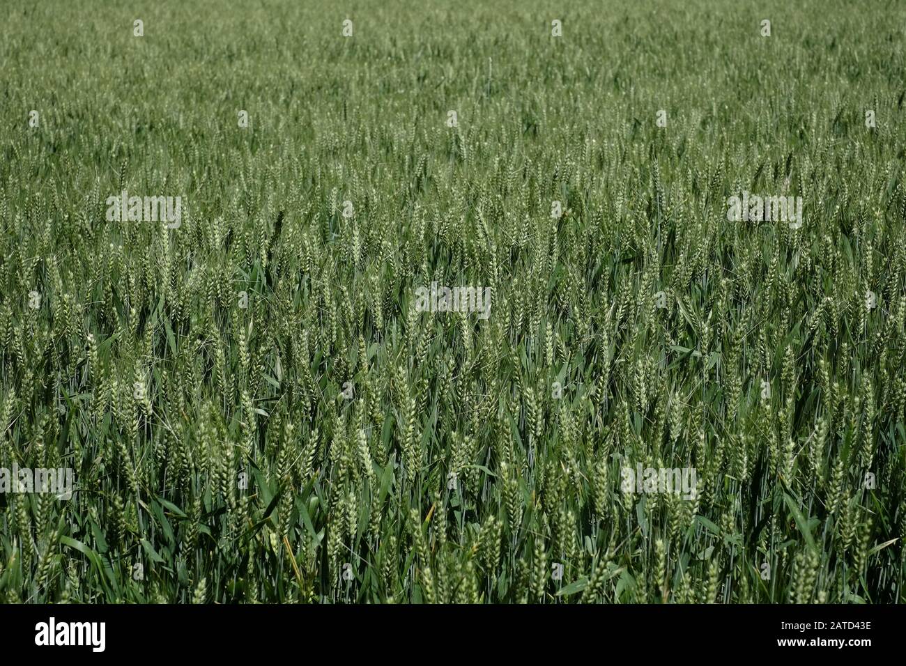 Giovane raccolto di grano verde in un quadro stretto che mostra dettagli come le foglie, la testa, il nocciolo in una fattoria nella campagna francese, Bagnols Francia Foto Stock