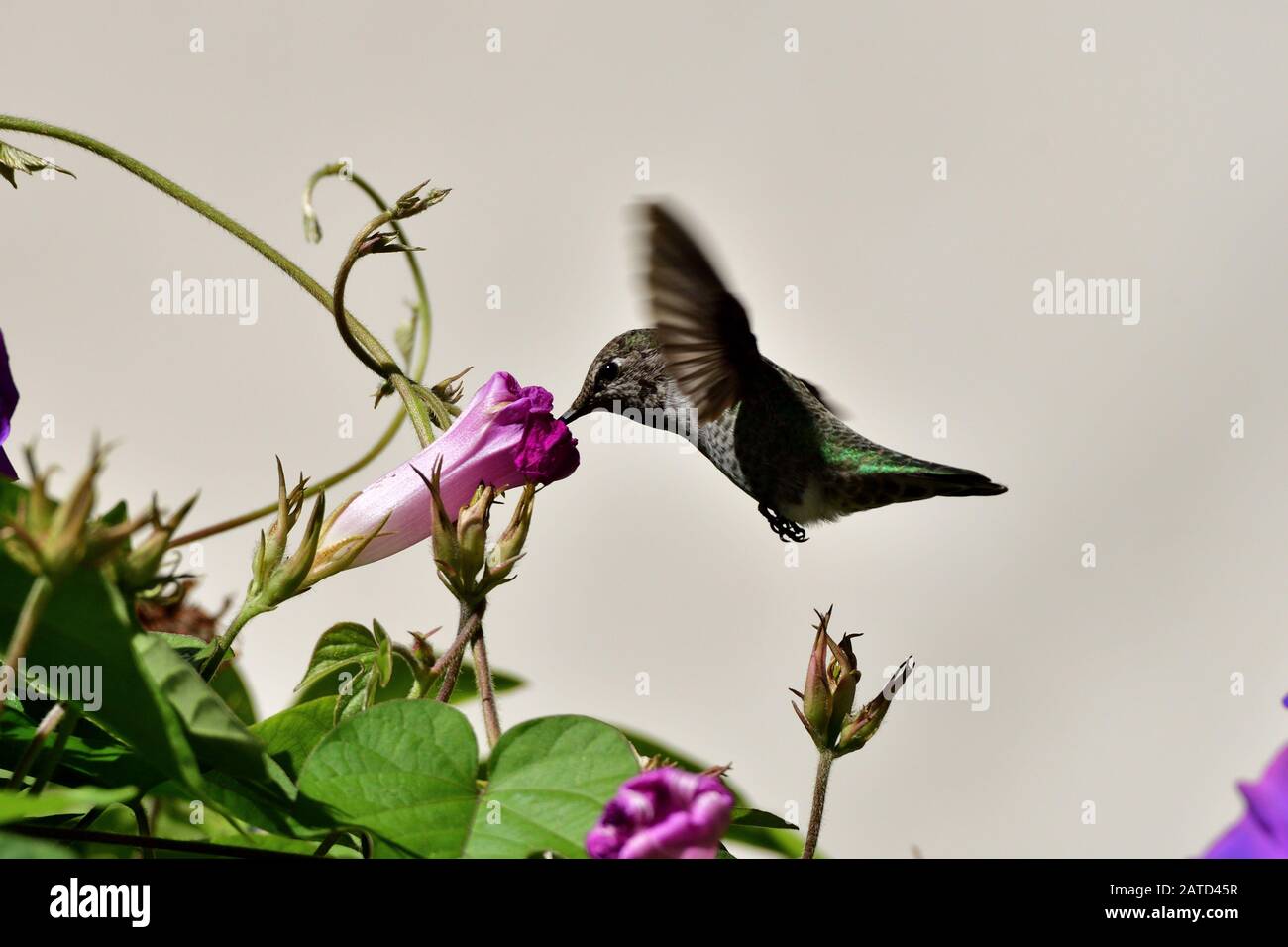 Anna Hummingbird ottenere nettare dal fiore Foto Stock