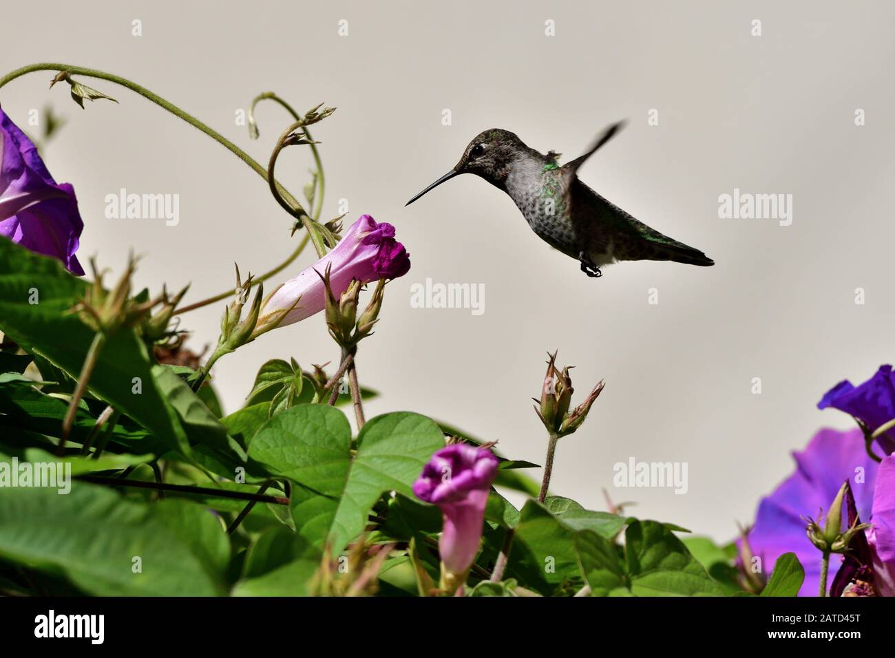 Anna Hummingbird ottenere nettare dal fiore Foto Stock