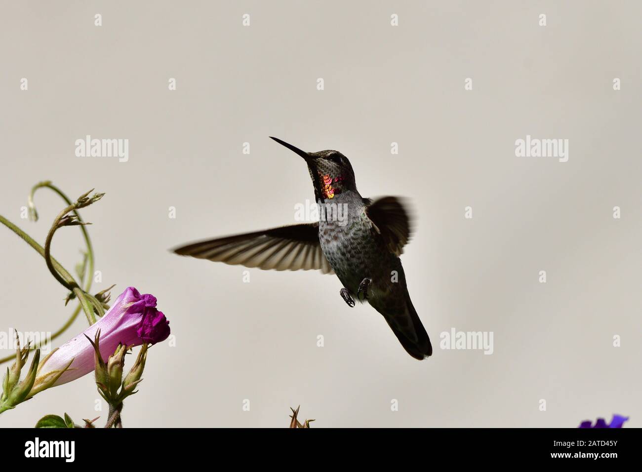 Anna Hummingbird ottenere nettare dal fiore Foto Stock