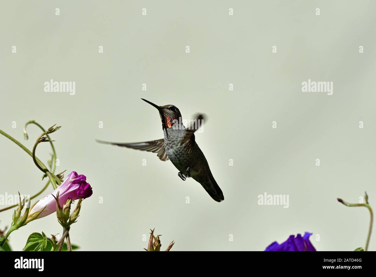Anna Hummingbird ottenere nettare dal fiore Foto Stock