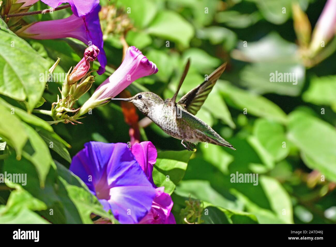 Anna Hummingbird ottenere nettare dal fiore Foto Stock