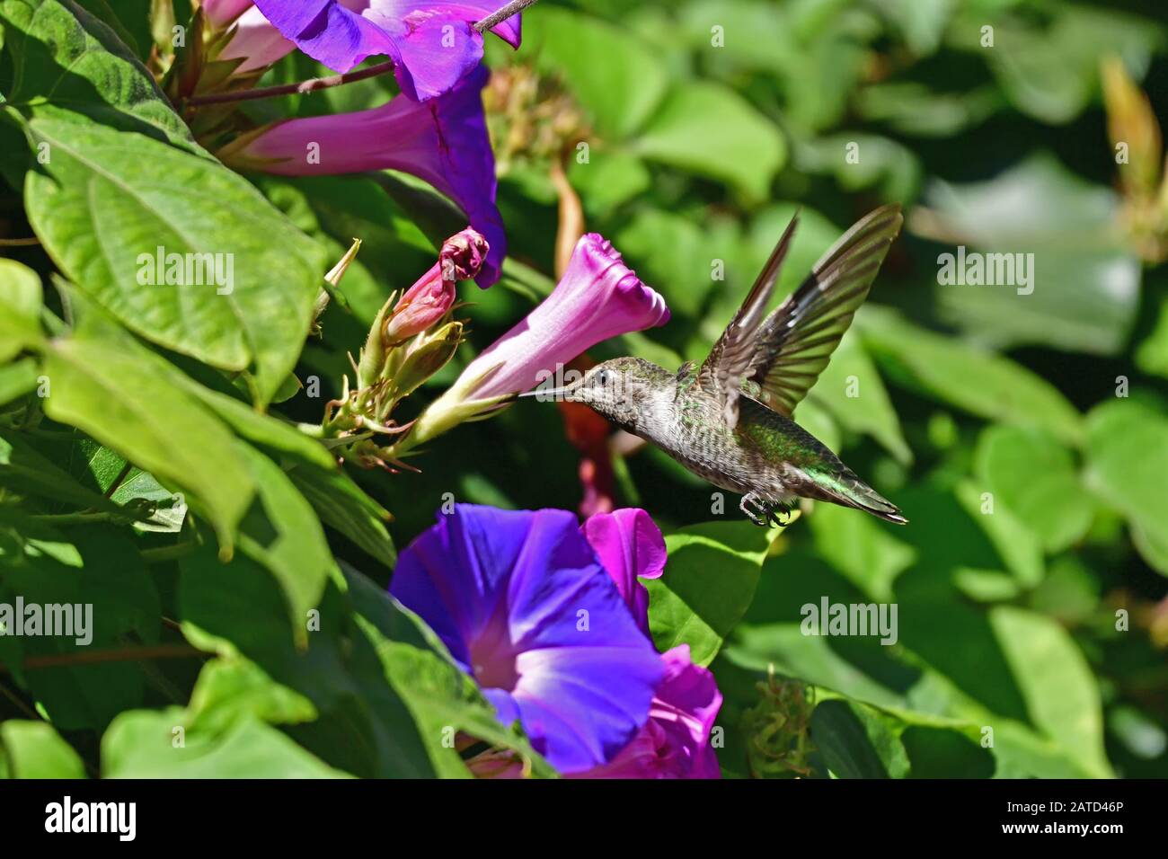 Anna Hummingbird ottenere nettare dal fiore Foto Stock