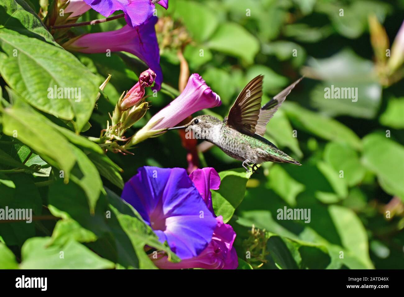 Anna Hummingbird ottenere nettare dal fiore Foto Stock