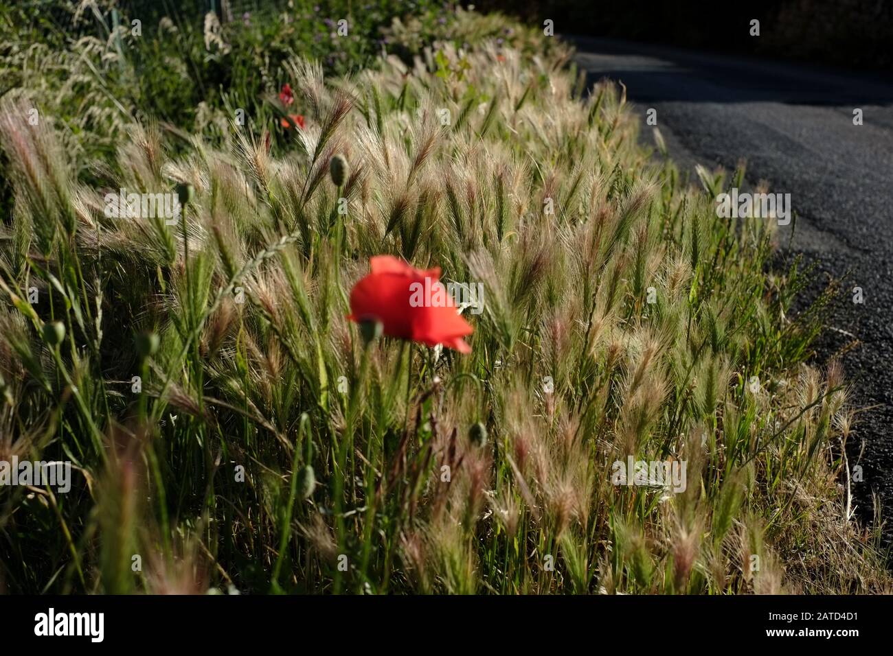 Un singolo fiore rosso papavero cresce tra il grano verde selvatico sulla strada nella campagna francese, Beaujolais, pierre dorées regione mattina estate Foto Stock