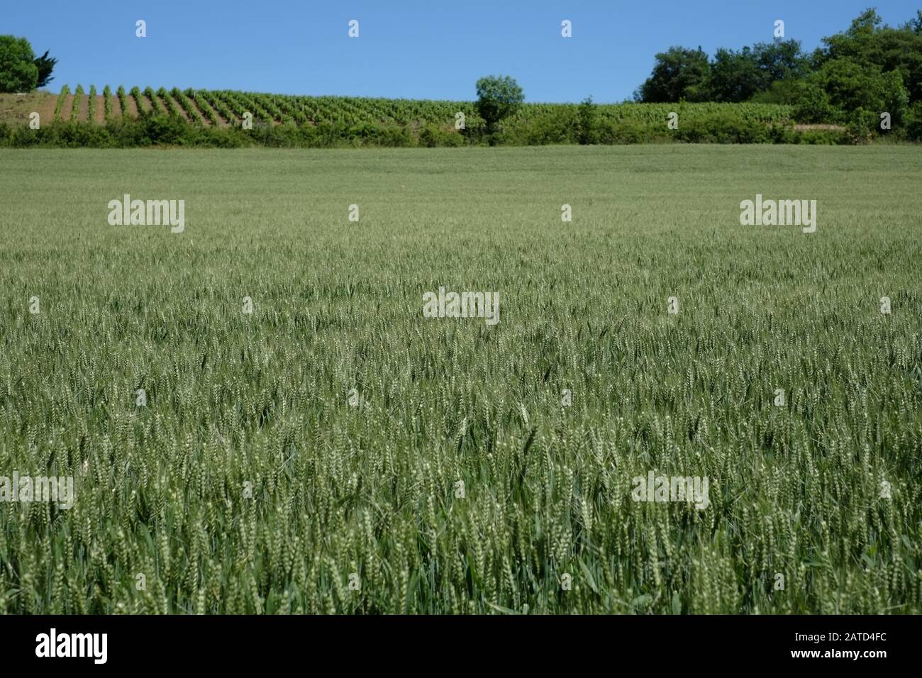 Un campo di grano verde giovane unisce un vigneto su un crinale incorniciato da alberi nella campagna francese, pierre dorées; regione delle pietre d'oro, Bagnols Foto Stock