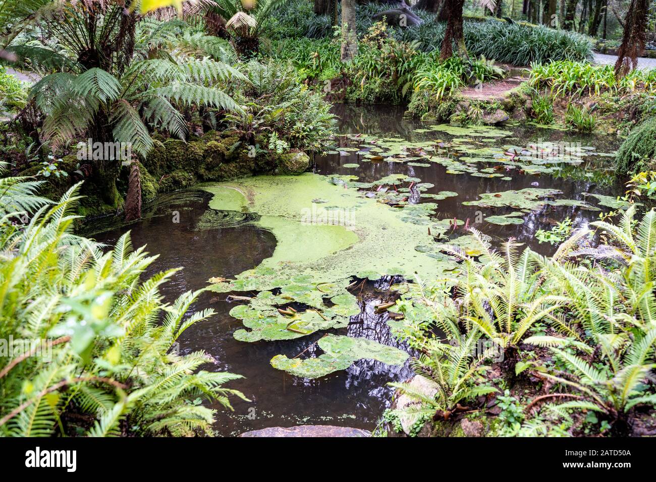 Laghetto coperto di alghe nei giardini del Palazzo pena a Sintra, Portogallo lungo la valle dei laghi sentiero Foto Stock