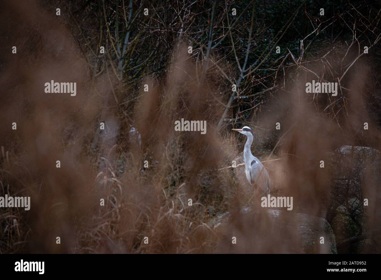 28 gennaio 2020 - Francia - Heron nascondersi nei cespugli Foto Stock