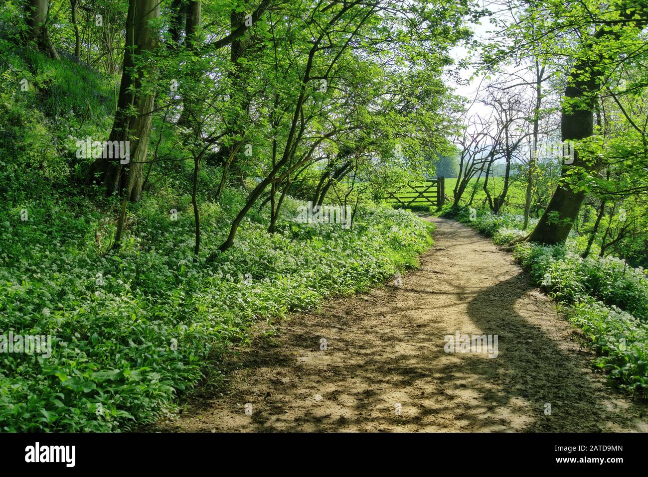 Un percorso attraverso un bosco inglese in primavera Foto Stock