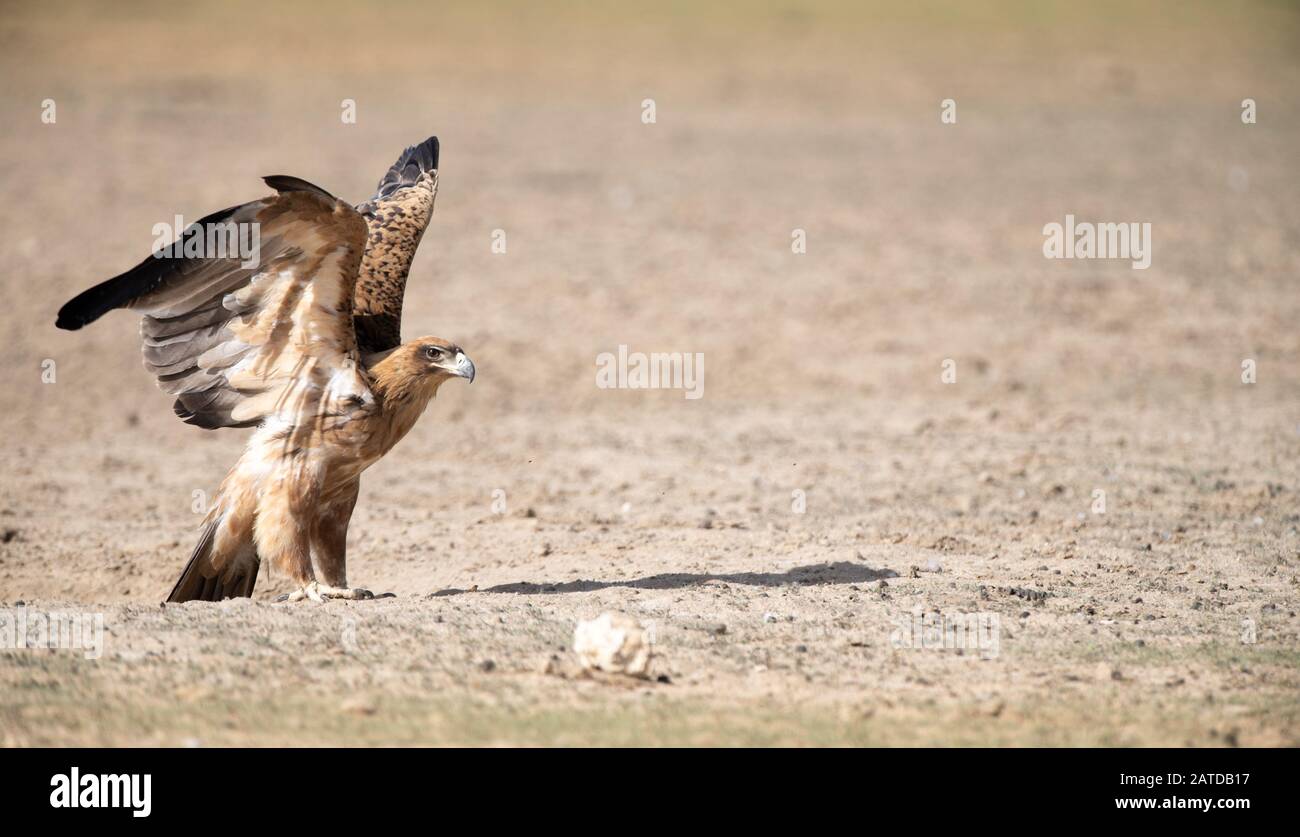 Tawny Eagle sta per decollare, deserto di Kalahari, Sudafrica Foto Stock