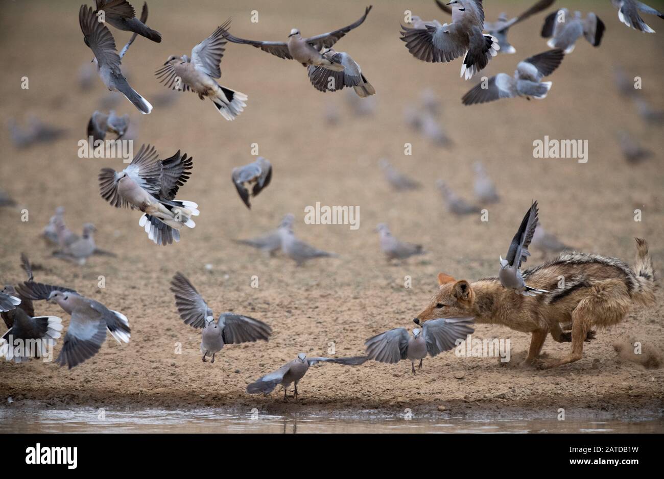 La caccia al sciacallo black-back colpisse da un buco d'acqua, Sudafrica Foto Stock