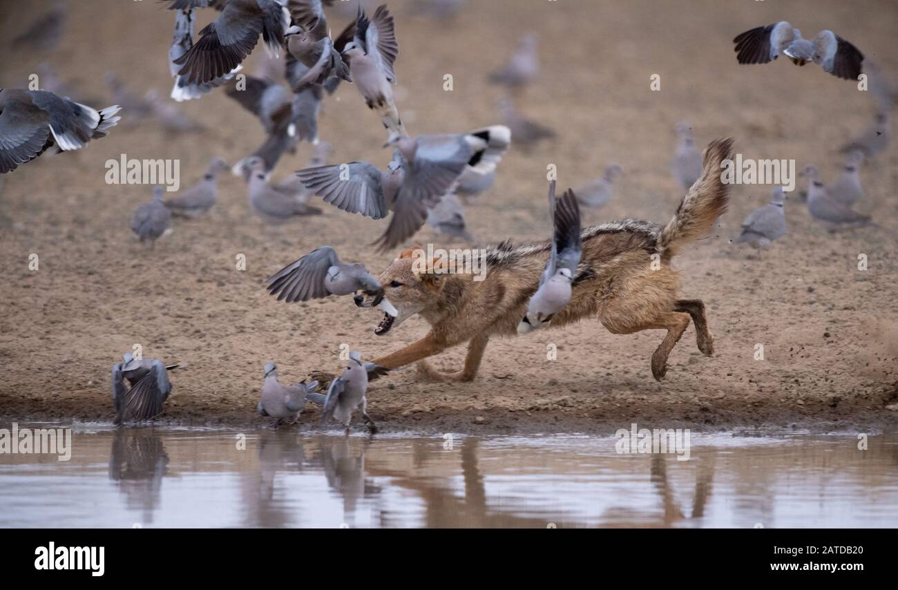 La caccia al sciacallo black-back colpisse da un buco d'acqua, Sudafrica Foto Stock