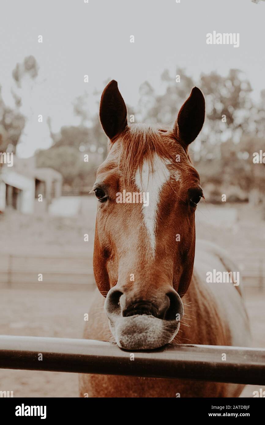 Ritratto di un cavallo in piedi da una recinzione, California, Stati Uniti Foto Stock