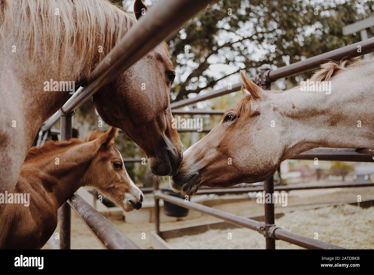 Cavalli nuzzling, California, Stati Uniti Foto Stock