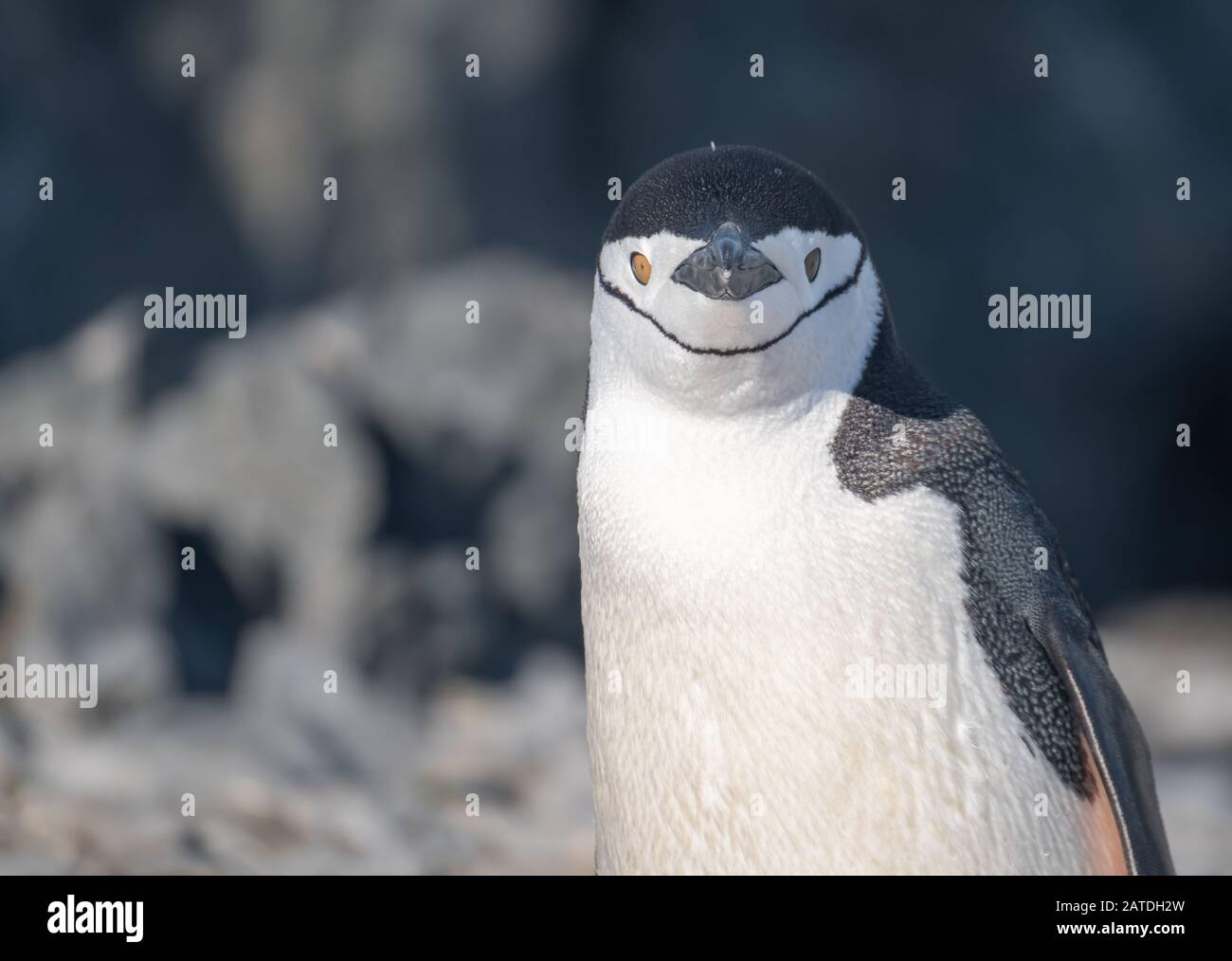 Primo piano di un pinguino di Chinsrap nella base Esperanza, una stazione di ricerca permanente argentina sulla penisola Antartica Foto Stock