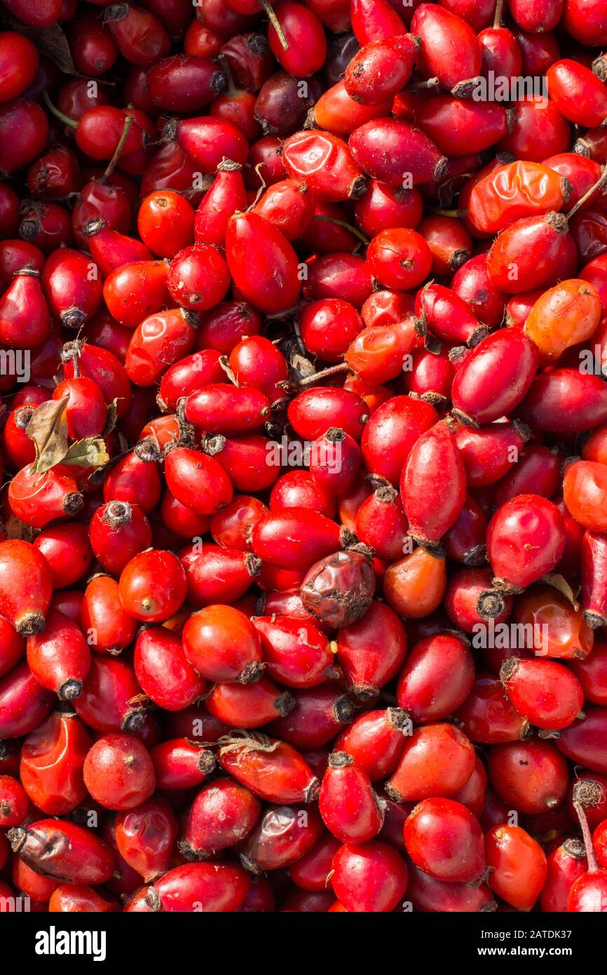 Frutti selvatici di rosa canina per la produzione di tè di rosa canina Foto Stock