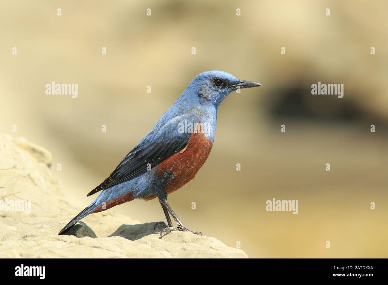 Blu rock-thrush Foto Stock