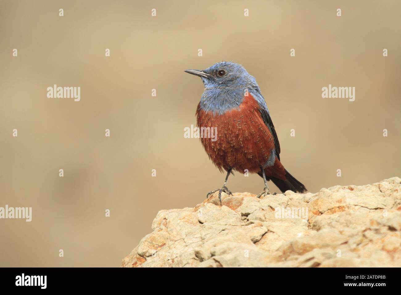 Blu rock-thrush Foto Stock