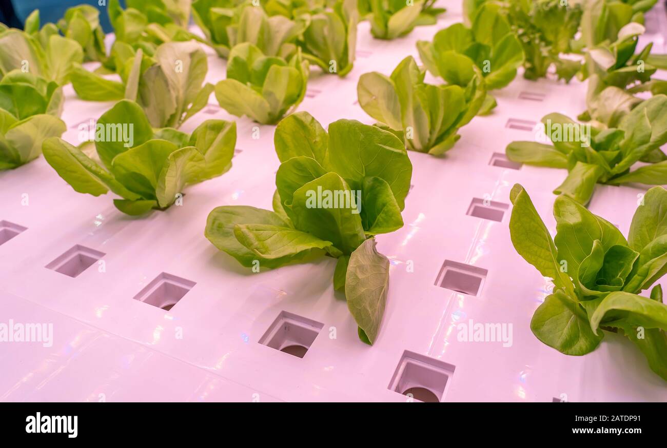 Organici Vegetali idroponici crescere con luce a LED Indoor farm,l'agricoltura Technology Foto Stock