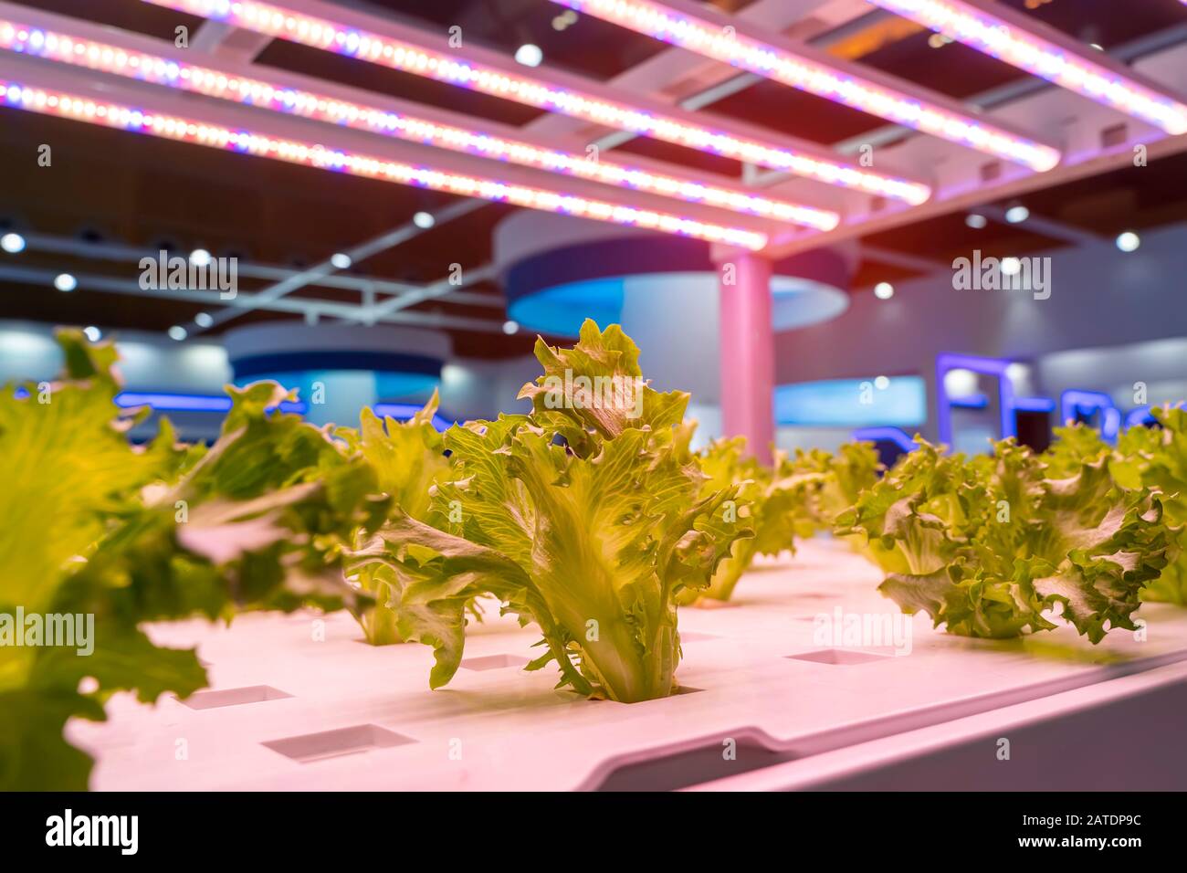 Organici Vegetali idroponici crescere con luce a LED Indoor farm,l'agricoltura Technology Foto Stock