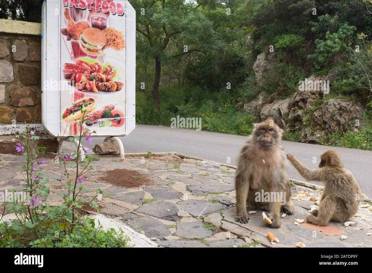 Barbary Macaques, una specie di scimmia in via di estinzione sulla strada di avvicinamento al picco delle scimmie, che si affaccia sul Mediterraneo Port City di Bajaia in Algeria. Foto Stock