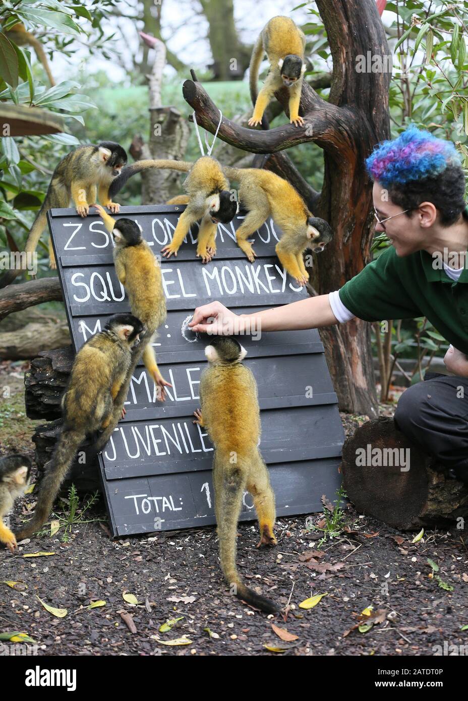 Annuale Stocktake Allo Zoo Di Londra Zsl 2020 Con: Squirrel Monkeys Dove: Londra, Regno Unito Quando: 02 Jan 2020 Credit: Mario Mitsis/Wenn.com Foto Stock