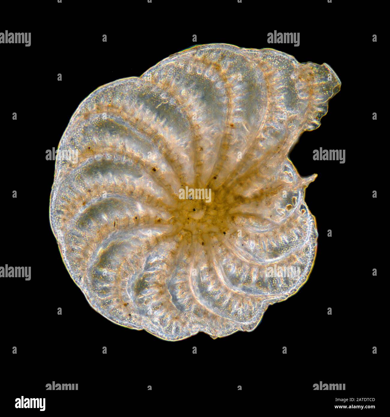 Foramanifera, Elphidium crispum, sito di Mowlem, Swanage, Regno Unito Foto Stock