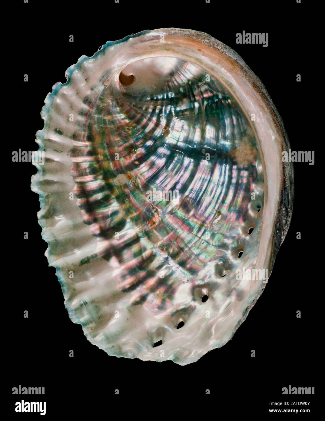 Haliotis o Paua shell dettagli interni che mostrano tipica Iridescenza Foto Stock