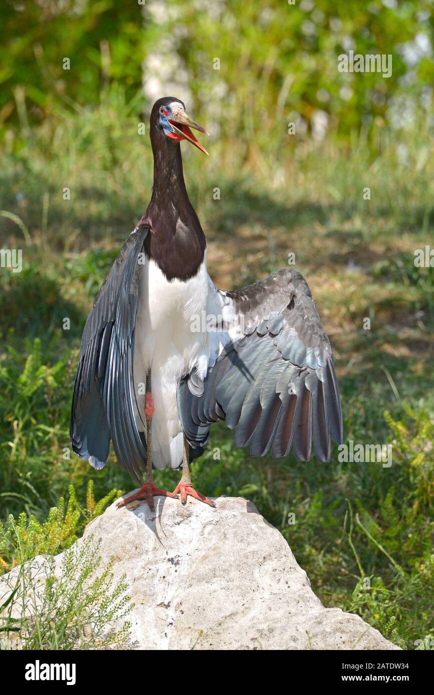 Primo piano di Stork (Ciconia abdimii) bianco-belled visto di fronte e in piedi sulla roccia, il becco aperto Foto Stock