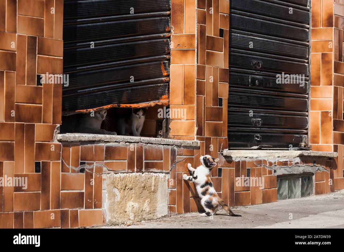 Un gattino cerca di unirsi nuovamente alla sua famiglia sul gradino più alto di Bejaia, la città portuale sulla costa mediterranea settentrionale dell'Algeria. Foto Stock