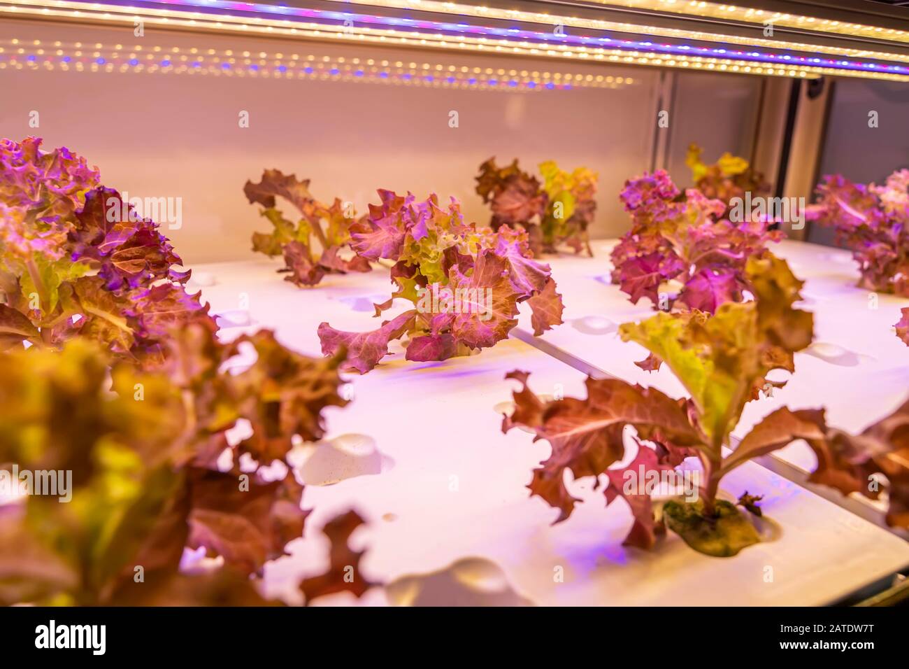Organici Vegetali idroponici crescere con luce a LED Indoor farm,l'agricoltura Technology Foto Stock