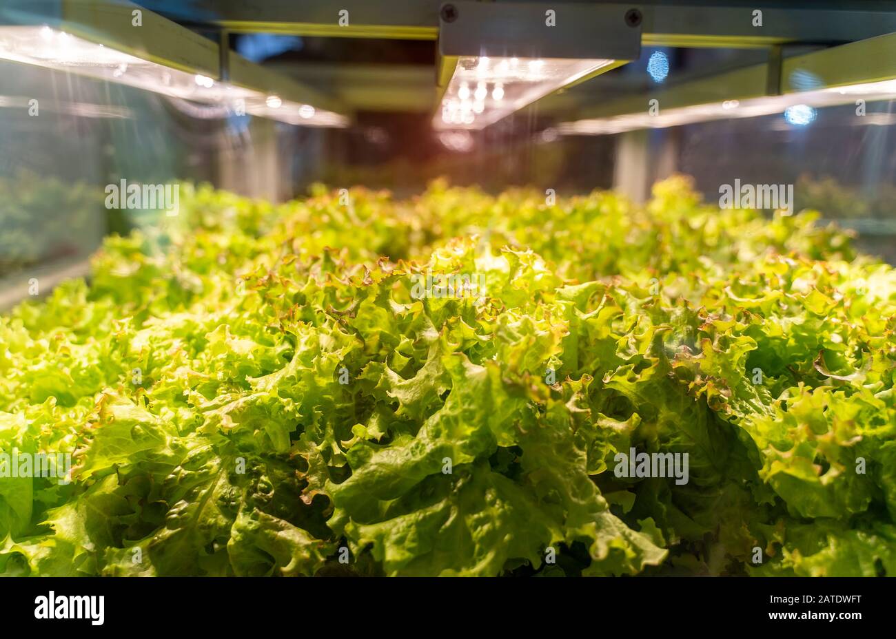 Organici Vegetali idroponici crescere con luce a LED Indoor farm,l'agricoltura Technology Foto Stock