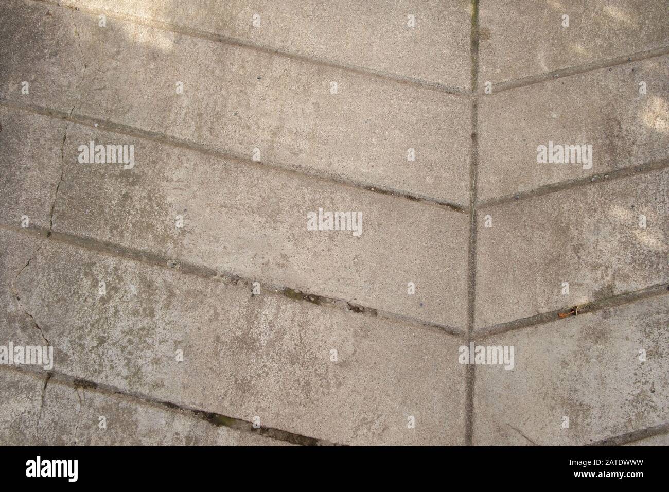 Primo piano di aringhe con struttura ossea in cemento vialetto. Foto Stock