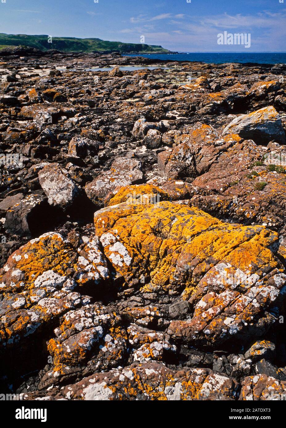 Lichen incrostate rocce costiere, Western Highlands, Scozia. Xanthoria sp. Foto Stock