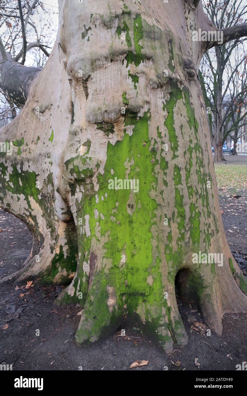 Cracovia. Cracovia. Polonia. Tronco ad albero piano. Foto Stock