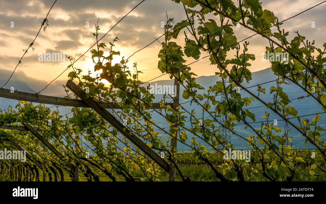 Paesaggio di alba in vigna in primavera. Trentino Alto Adige (sudtirol), Italia settentrionale, Europa Foto Stock