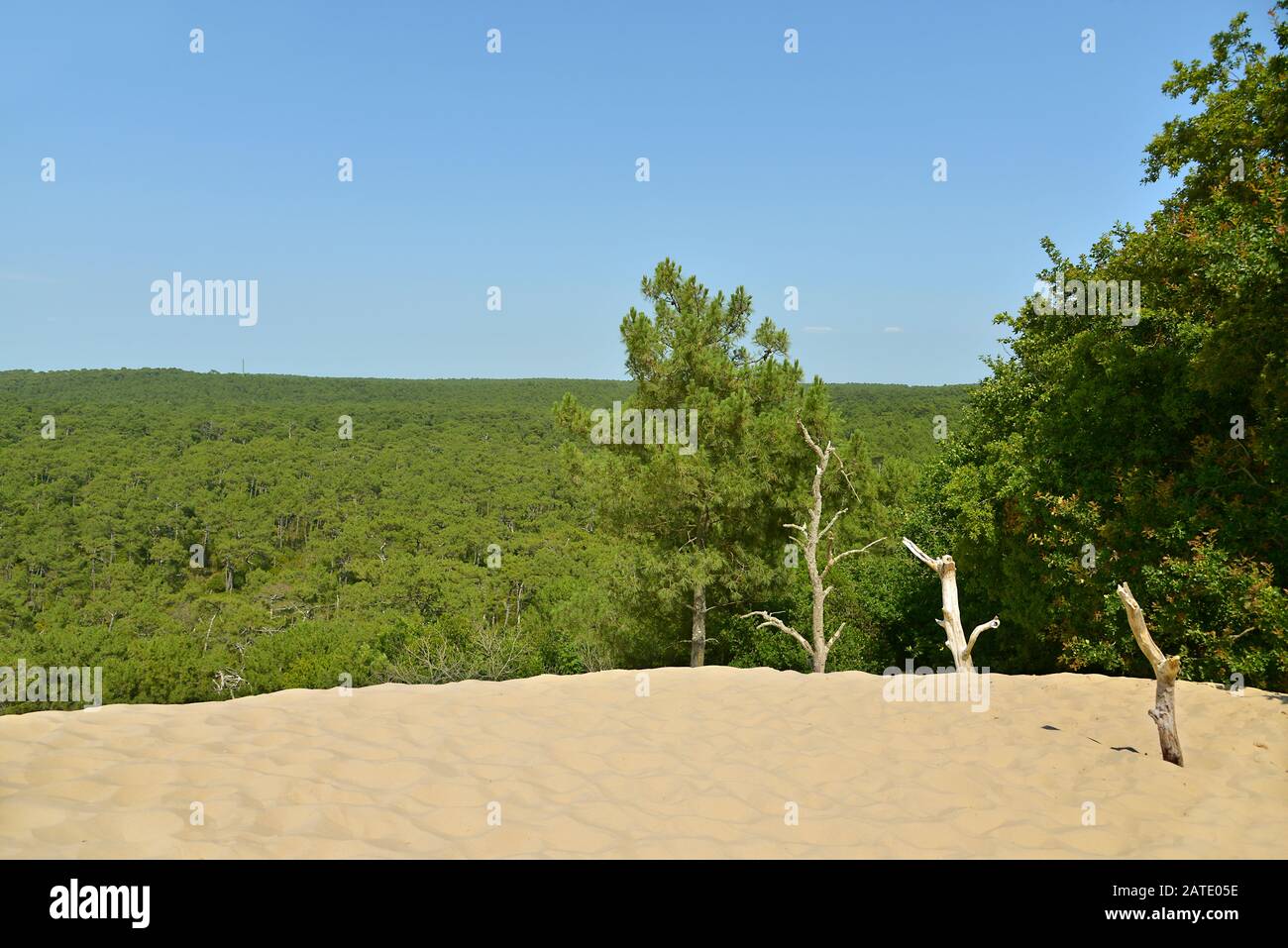 Famosa Dune di Pilat e la pineta si trova a La Teste de Buch in Arcachon Bay Area, nel dipartimento Gironde nel sud-ovest della Francia Foto Stock